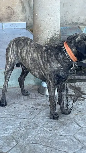 1+ year Male Purebred Boerboel
