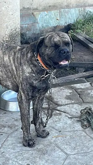 1+ year Male Purebred Boerboel