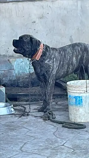 1+ year Male Purebred Boerboel