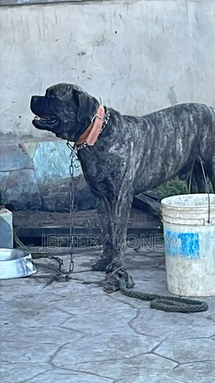 1+ year Male Purebred Boerboel