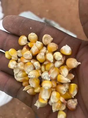 Maize for Sale