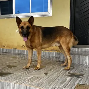 German Shepherd Stud / Crossing Services