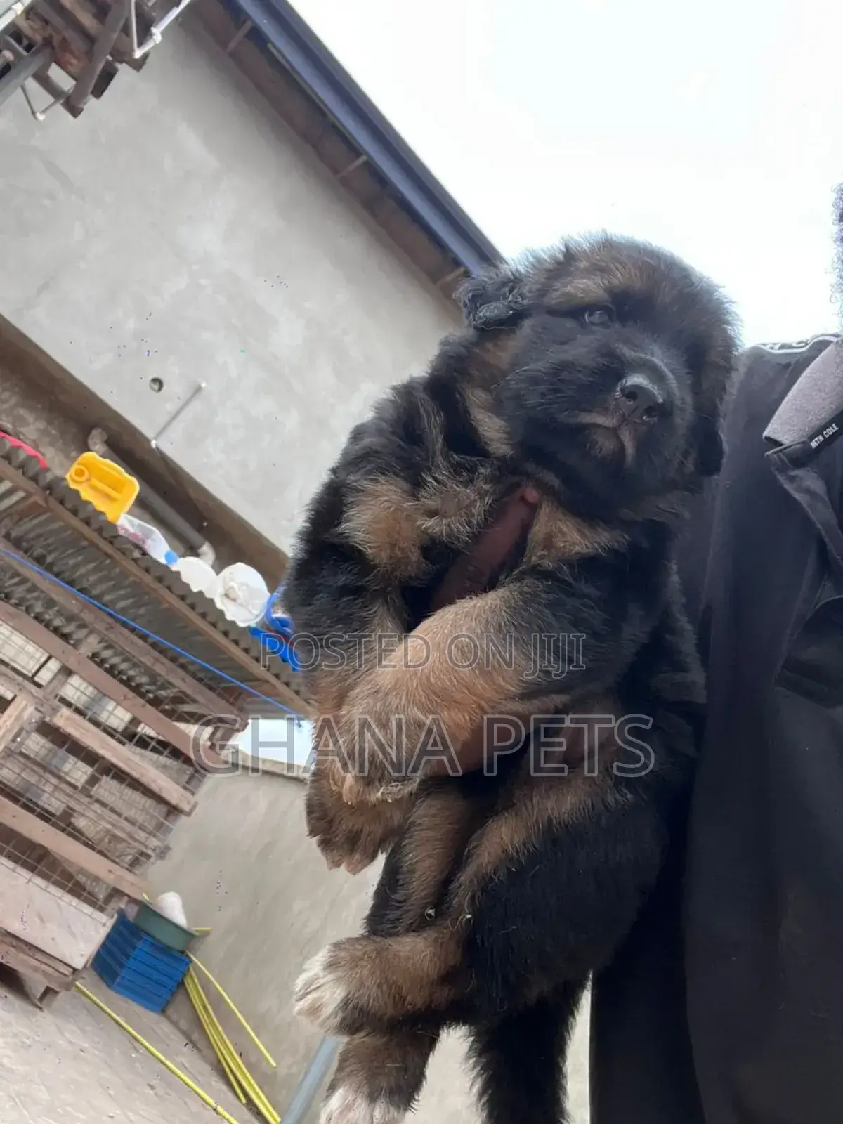 1-3 months Male Purebred German Shepherd
