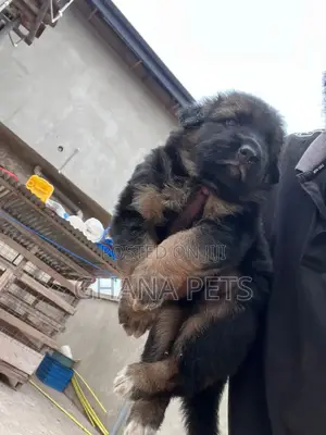 1-3 months Male Purebred German Shepherd