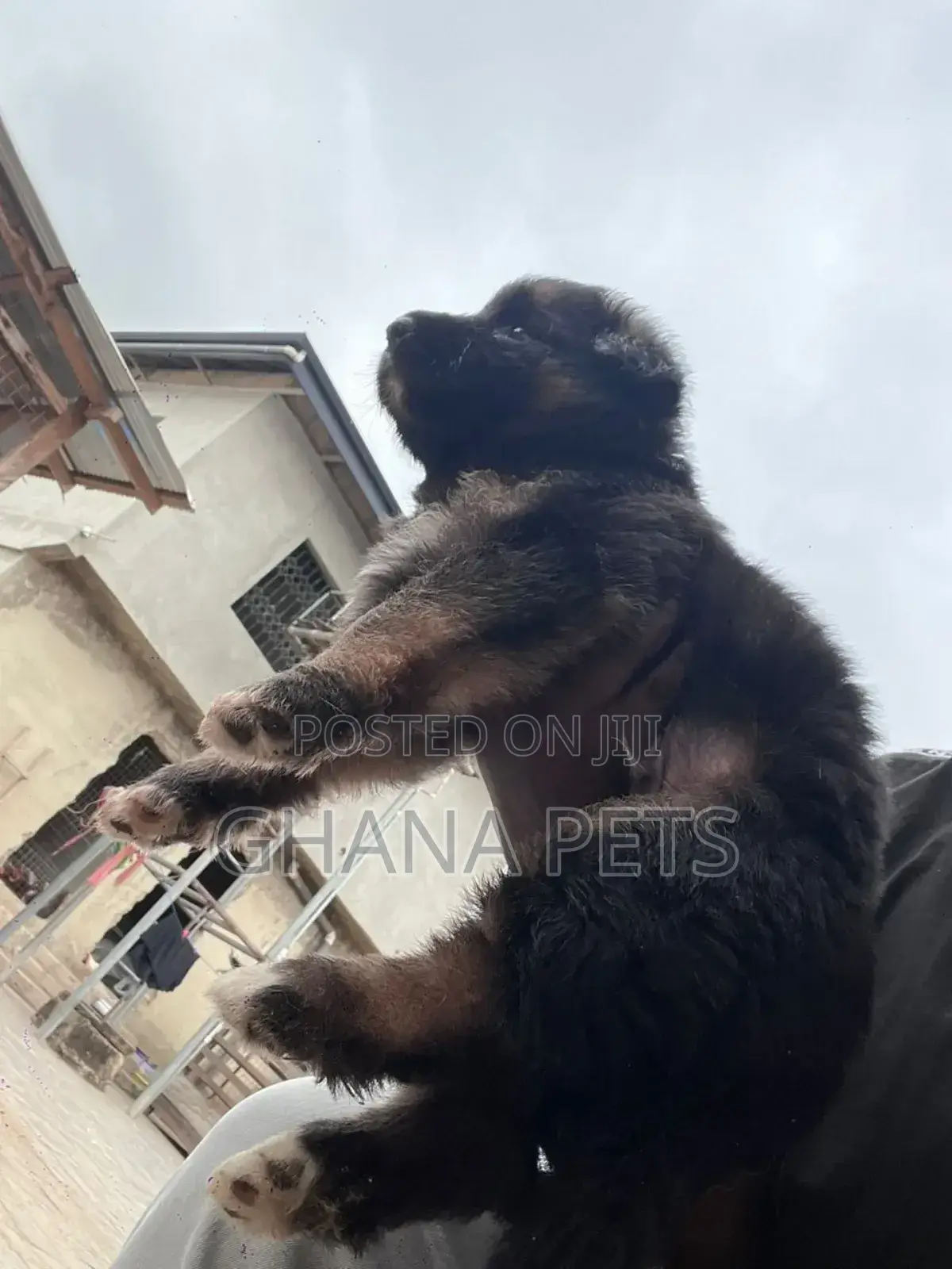 1-3 months Male Purebred German Shepherd