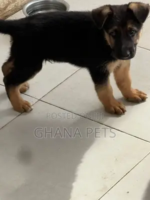 1-3 months Male Purebred German Shepherd