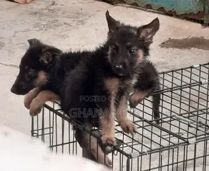 1-3 months Male Purebred German Shepherd