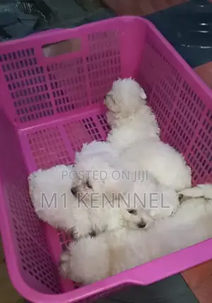 1-3 months Male Purebred Poodle