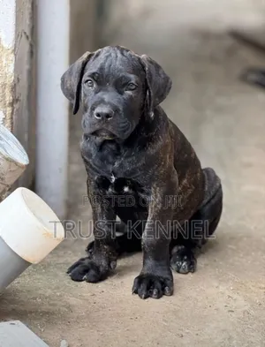 3-6 months Female Purebred Boerboel