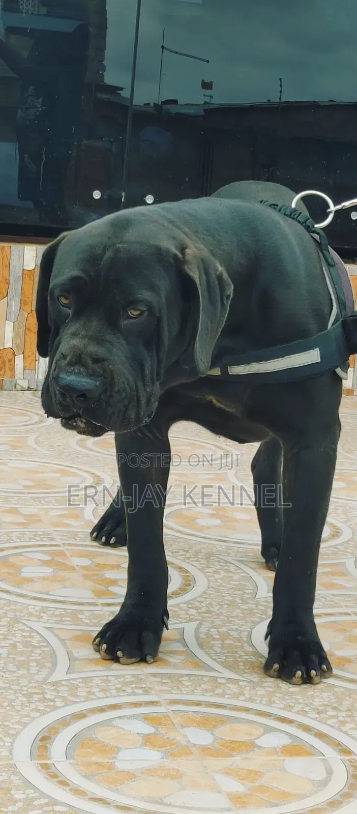 6-12 months Male Purebred Boerboel