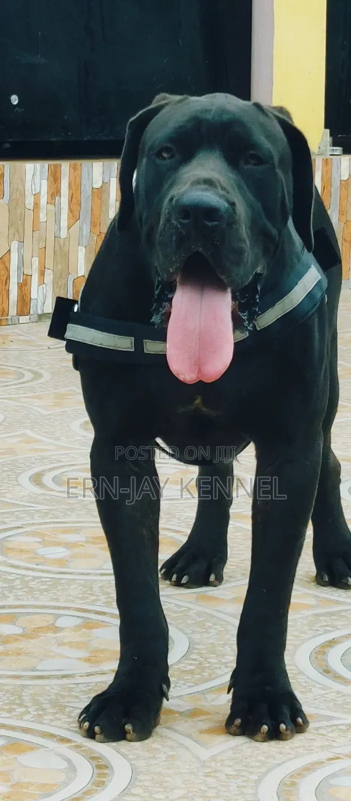 6-12 months Male Purebred Boerboel