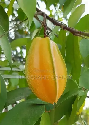 Starfruit Plant Seedling