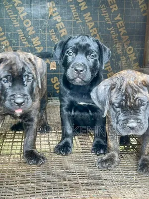 1-3 months Male Purebred Cane Corso