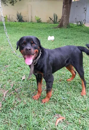 1+ year Male Purebred Rottweiler