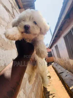 0-1 month Female Purebred Poodle