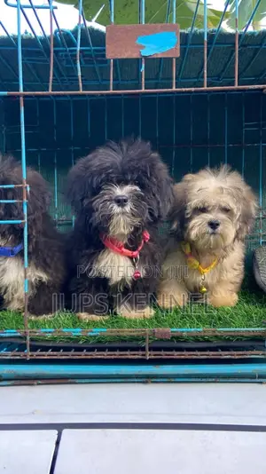 1-3 months Female Purebred Lhasa Apso