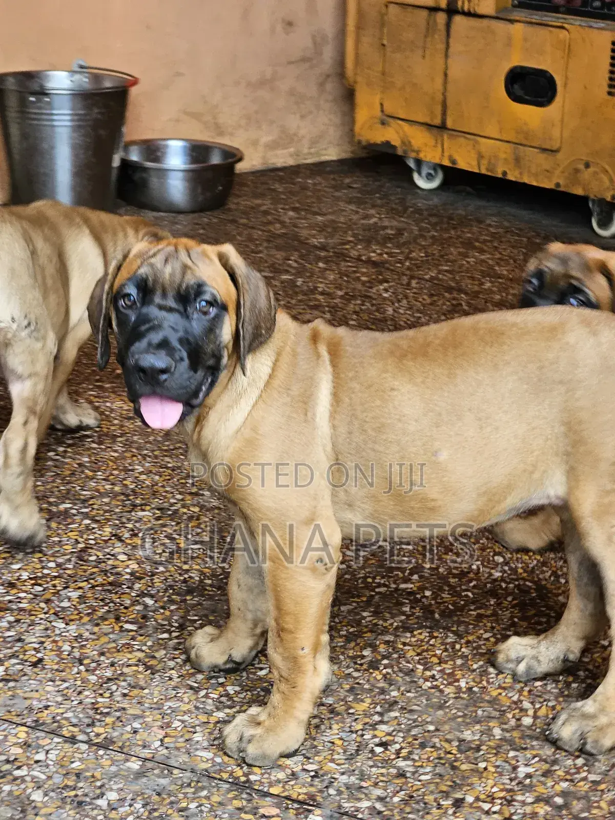 1-3 months Female Purebred Boerboel