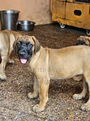 1-3 months Female Purebred Boerboel