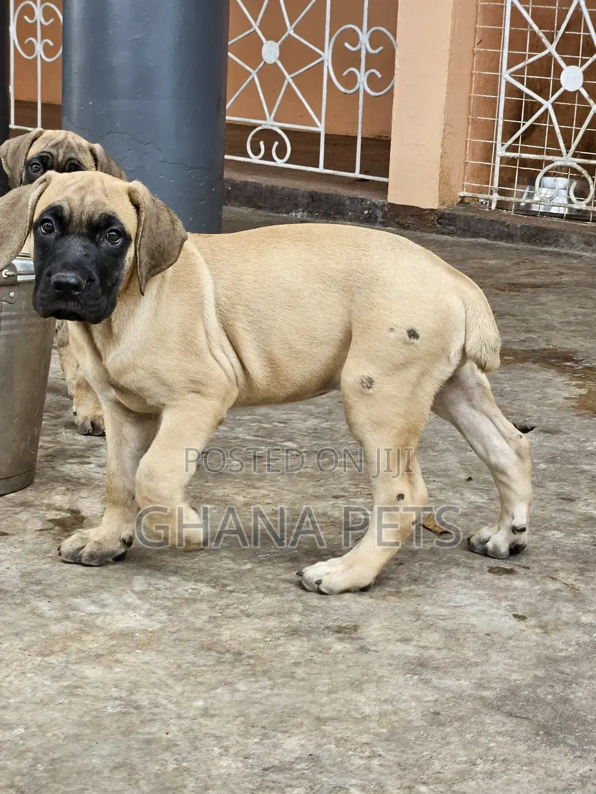 1-3 months Female Purebred Boerboel