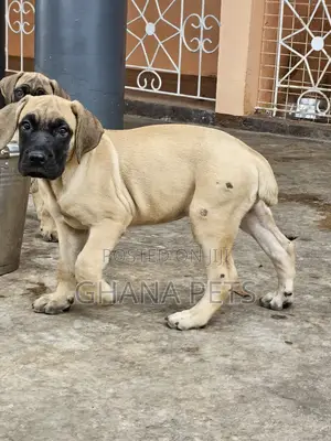 1-3 months Female Purebred Boerboel