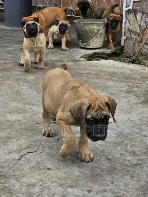1-3 months Female Purebred Boerboel