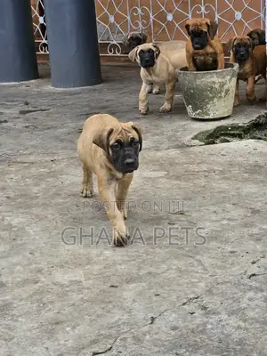 1-3 months Female Purebred Boerboel