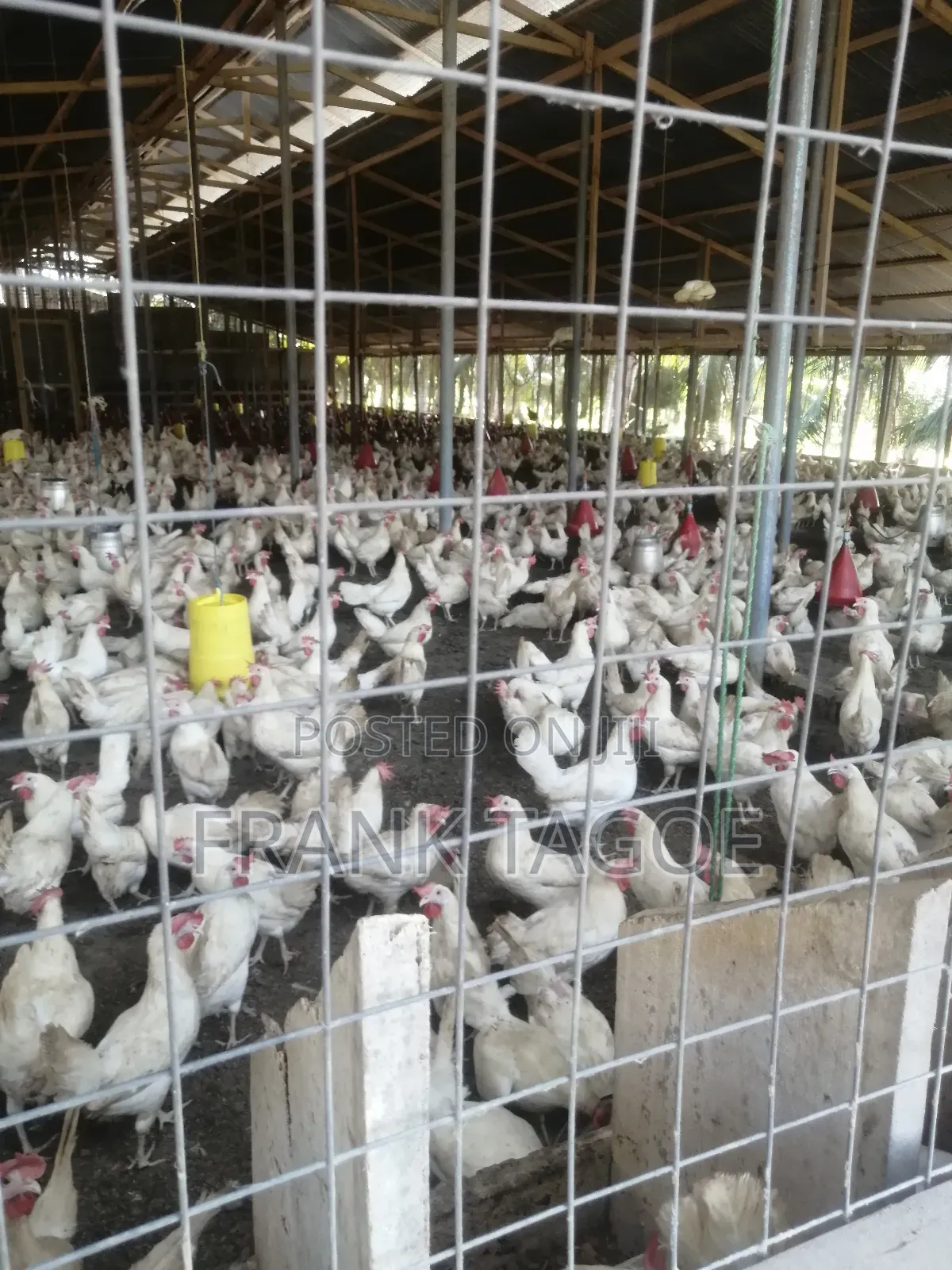Fresh Eggs Directly From the Farm for Sale.