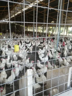 Fresh Eggs Directly From the Farm for Sale.