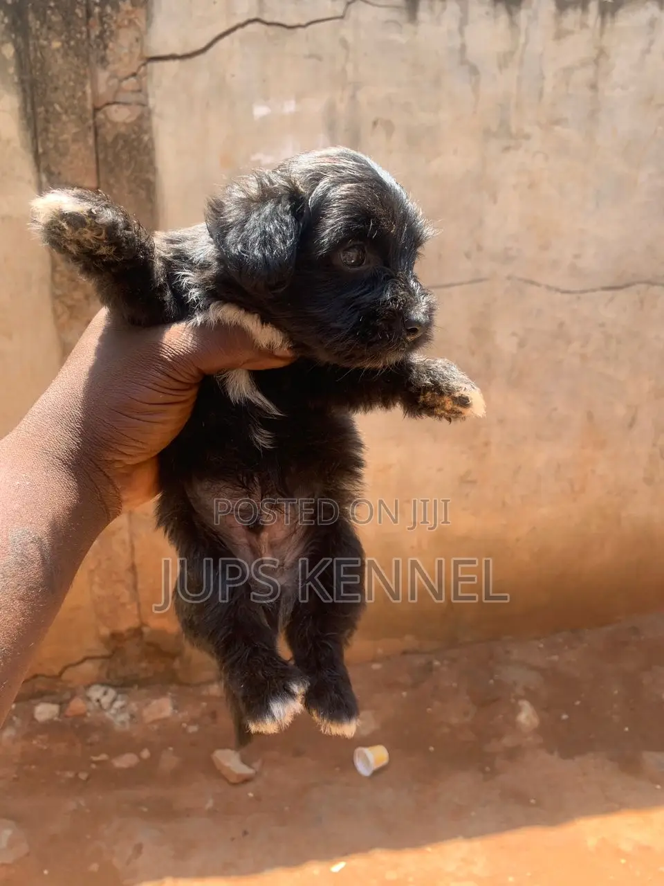 1-3 months Male Purebred Poodle