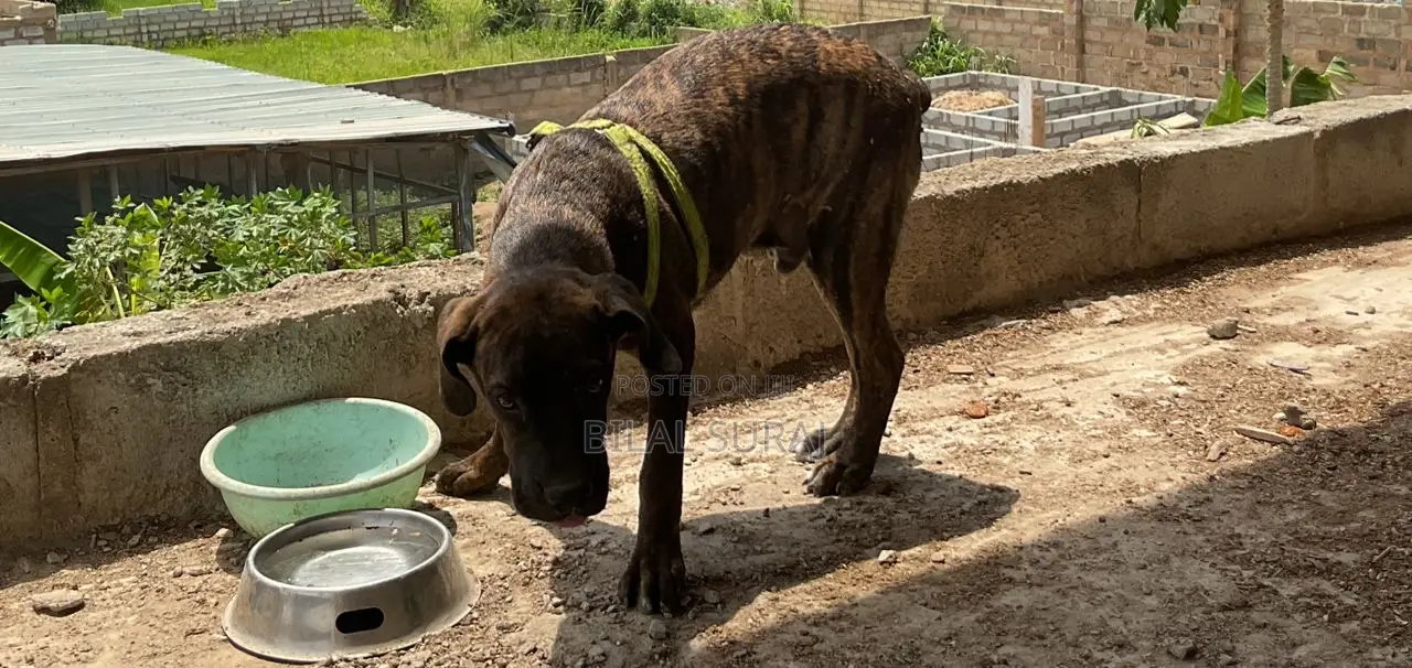 6-12 months Male Purebred Boerboel