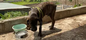 6-12 months Male Purebred Boerboel