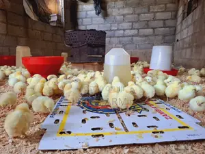 Broiler Day Old Chicks