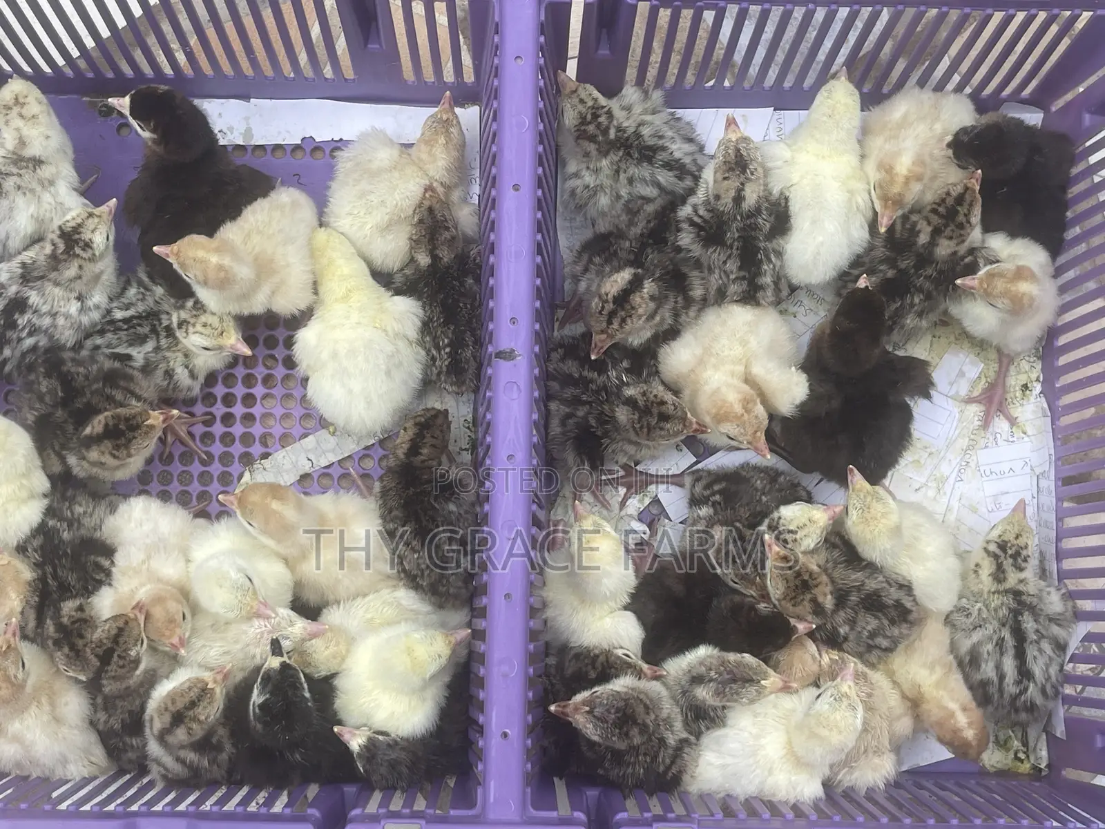 Day Old Turkeys for Sale Every Week