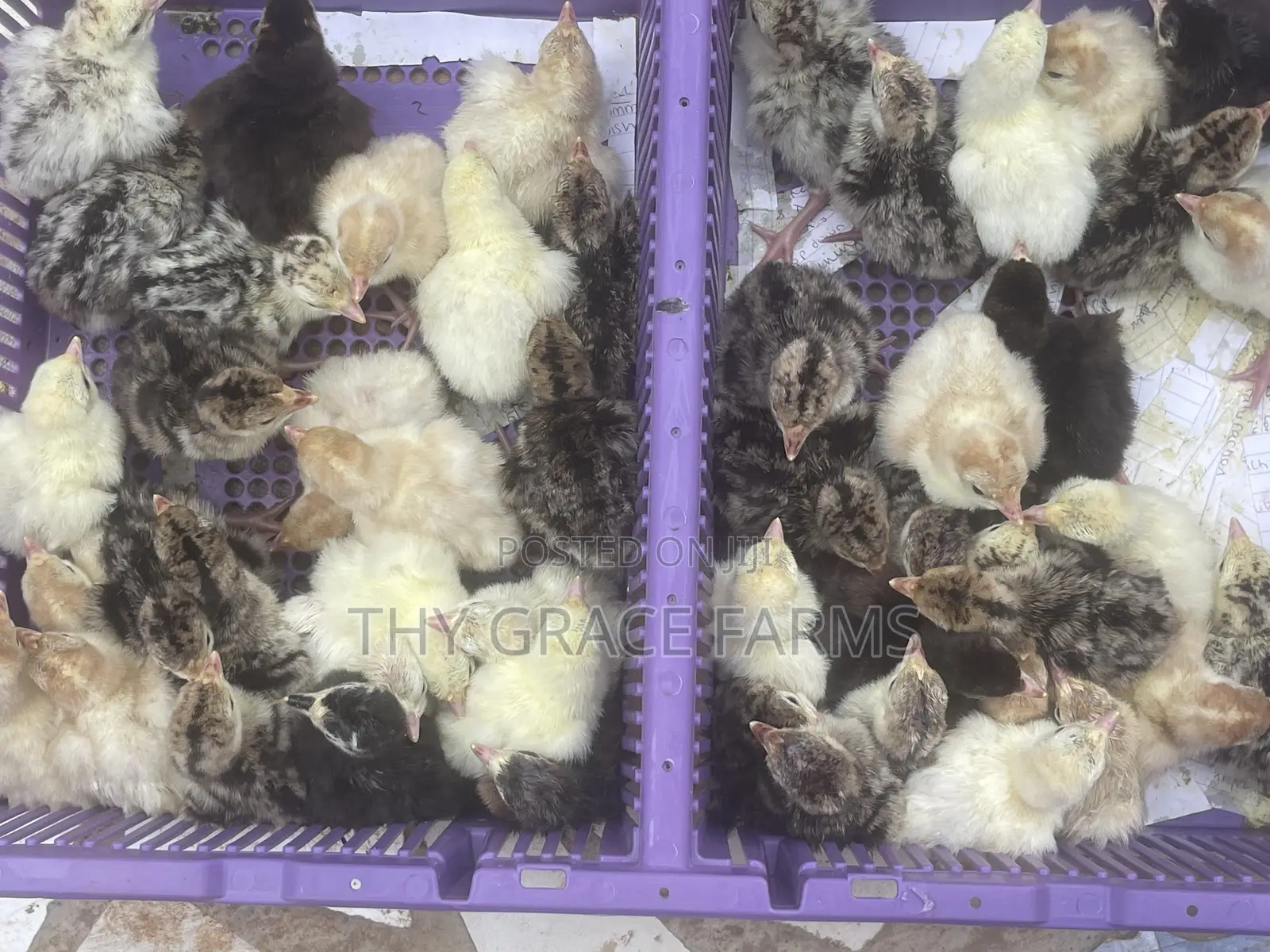 Day Old Turkeys for Sale Every Week