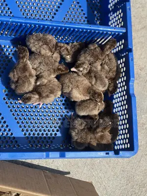 Dayold Bourbon Red or Brown Turkey