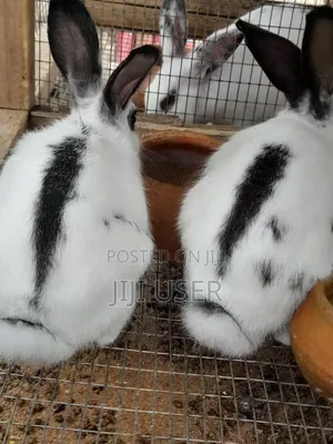 Best Rabbits