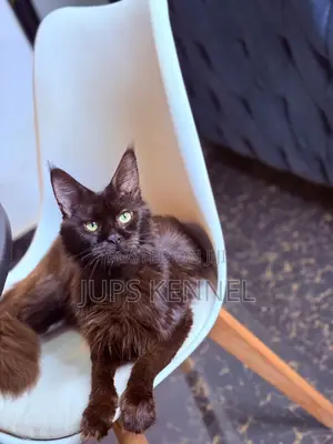 6-12 months Female Purebred Maine Coon