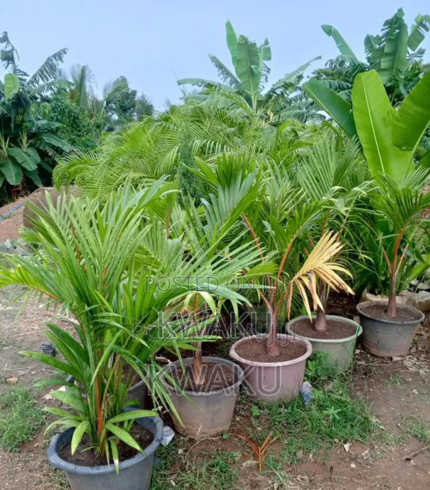 Flowers, Green Grass for Sale