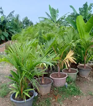 Flowers, Green Grass for Sale