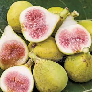 Italian Honey Fig Plant Seedling