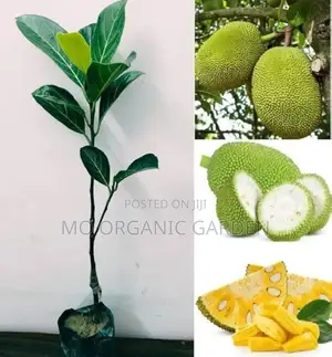 Thai Jackfruit Plant Seedling
