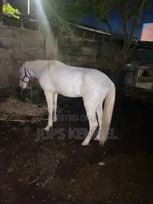 Horse (Pure Camarillo Breed)
