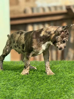 1-3 months Male Purebred French Bulldog