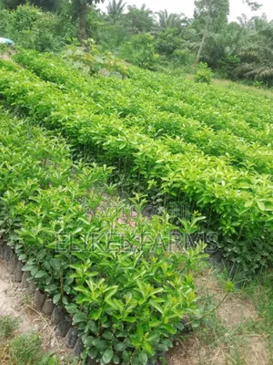 Grafted Orange, Tangerine, Lemon, Lime Seedlings for Sale