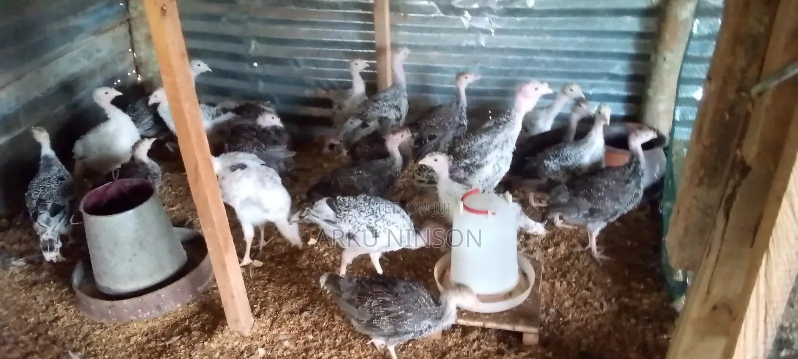 A.B.N Farms