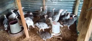 A.B.N Farms