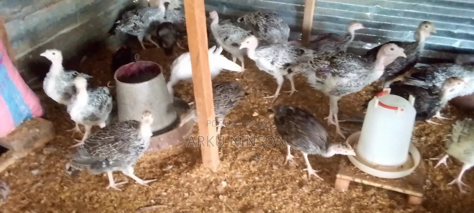 A.B.N Farms