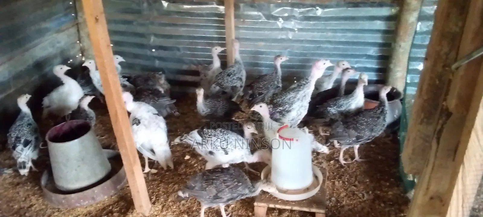 A.B.N Farms