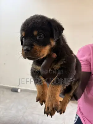 1-3 months Male Purebred Rottweiler