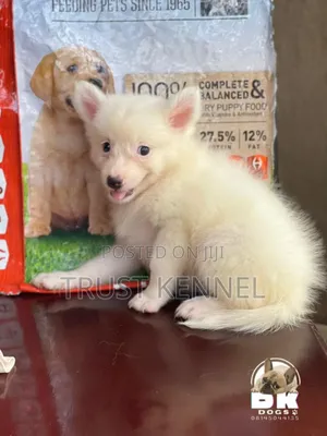 1-3 months Male Purebred American Eskimo